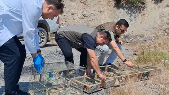 Kahramanmaraş'ta kaçak kuş avına yönelik operasyon: 175 saka kuşu doğaya kazandırıldı