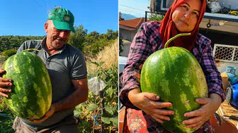 Yüksek rakımlı arazide dev karpuz ve balkabağı üretimi: Aydın'dan tarım örneği