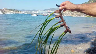 Kuşadası’nda deniz çayırları koruma uyarısı: Ekosistem riski büyüyor