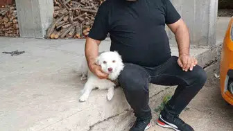 Fındık kıran köpek Duman, herkesi hayrete düşürüyor