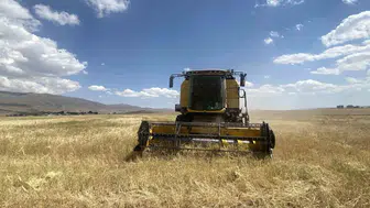 Ağrı'da buğday hasadı sezonu başladı: Üreticiler emeklerinin karşılığını alıyor