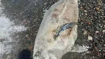 Cide'de sahile vuran ölü yunus balığı ekipler tarafından alındı