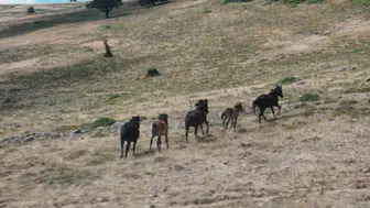 Doğanın özgür simgeleri: Yılkı atları Kızılcahamam yaylalarında