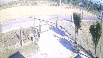 Samsun'da otomobil, başıboş sokak köpeğine çarparak olay yerinden kaçtı