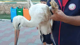 Reyhanlı'da yaralı leylek itfaiye ekipleri tarafından kurtarıldı