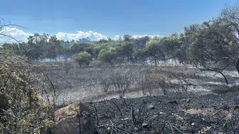 Manavgat'ta korkutan yangın: İtfaiye ekipleri hızla müdahale etti