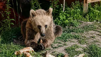 Dumanlı Tabiat Parkı’nda bozayıların piknik keyfi