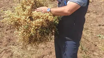 Ağın'da tüylü nohut hasadı bereketi karşılıyor