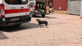 Köpeğe çarpmamak için manevra yapan motosiklet sürücüsü kaza yaptı