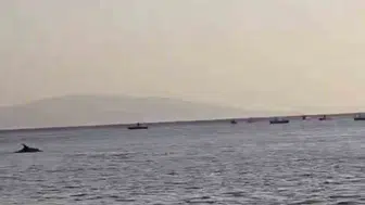 Bursa sahilinde yunusların keyifli anları: Vatandaşlar hayretle izledi