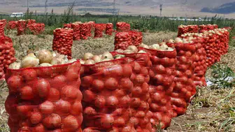 Karaman'da yazlık soğan rekoltesi çiftçilerin yüzünü güldürüyor