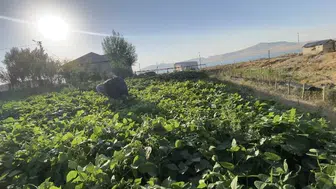 Patnos'un bostan ürünleri bereketi kışa taşıyor