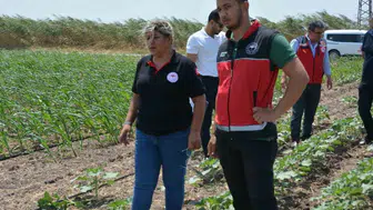 Hatay'da tarım projeleriyle ürün gelişimi denetlendi