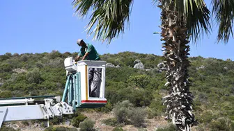 Kuşadası'nda palmiye ağaçları için kapsamlı bakım çalışması başlatıldı