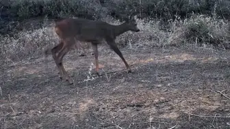 Ganos Dağları'ndaki yaban hayat kameralarla keşfedildi