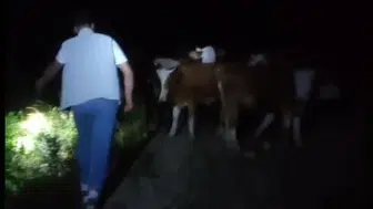 Bayburt'ta kaybolan 13 inek dağda bulundu