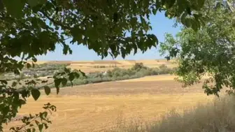 Tunceli'de yol kenarında domuz sürüsü görüntülendi