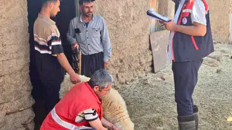 Küçükbaş hayvancılıkta ıslah çalışmaları sürüyor