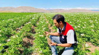 Bayburt'ta patates üretim alanlarındaki hastalık denetimleri başarıyla tamamlandı