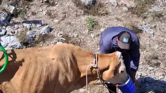 Çukurda mahsur kalan hamile ineği kurtaran veteriner, hayvanı hayata döndürdü