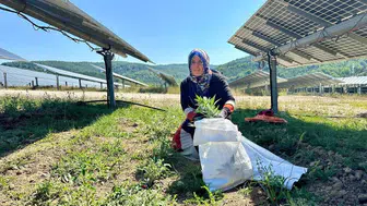 Ladik'teki güneş enerjisi santralinde agrivoltaik tarımda hasat zamanı