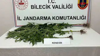 Bilecik'te yasadışı kenevir ekimi ortaya çıktı