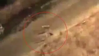 Baykan'da başıboş köpeklerin kedilere saldırısı üzüntü yarattı