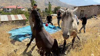 Sınır bölgesindeki tellerden kurtarılan atlar yeni bir tehlikeyi gözler önüne serdi