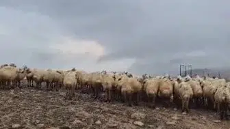 Tunceli’de sel felaketi yayla üreticilerini zor durumda bıraktı
