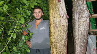 Osmaneli'de dev yayın balığı avlandı: 34 kilogram ağırlığında
