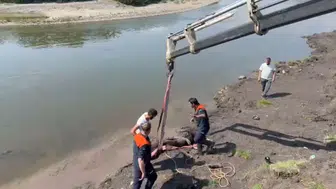 Kura Nehri'nden kurtarılan atın dramı: Ekipler vinçle müdahale etti