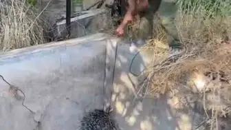 Nesli tükenme tehlikesindeki oklu kirpi, vatandaştan mucizeler yarattı