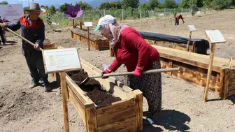 Safranbolu safranı için yeni koruma projeleri hayata geçirildi