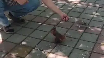 İnegöl'de çay bahçesinde sincap ve kumru ile renkli anlar yaşandı