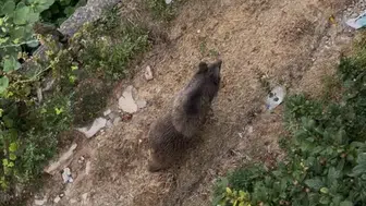 Doğal ortamında yiyecek arayan ayı, köyde paniğe neden oldu