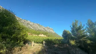 Sıcak hava ve yağışlar siyah incirde rekolte kaybına yol açtı
