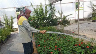Didim Belediyesi, yeşil alanları kendi üretimiyle zenginleştiriyor