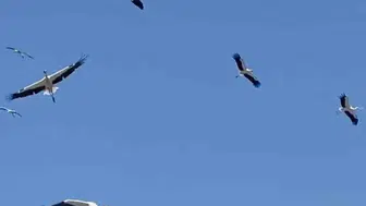 Hatay'da leyleklerin göç yolculuğu görsel şölen sunuyor