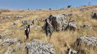 Çizgili sırtlanları korumak için yüksek para cezası uygulanacak