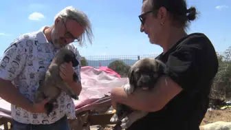 Köpek besleme projesi büyüyerek bin 200 cana yuva oldu