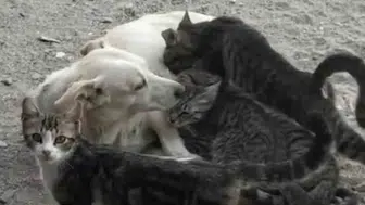 Anne köpeğin yavru kedilere şefkati: Bayramiç'te dikkat çeken dostluk