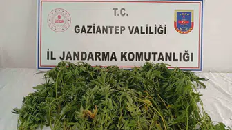 Gaziantep'te uyuşturucu operasyonu: 116 kenevir kökü ve 9 gözaltı