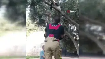 Ağaca sıkışan kediye itfaiye kurtarma operasyonu