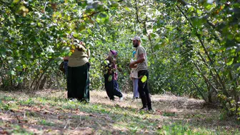 Düzce valisi hasat sezonunda çiftçilere destek oldu