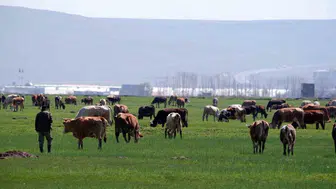 Danimarka'nın 1933'te Erzurum ve Kars'a olan süt sanayisi ilgisi belgelendi