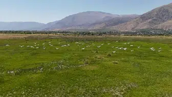 Erzincan'da leyleklerin göç yolundaki molası görsel şölen sundu