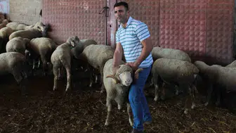 Yerli koçun yavruları hızlı büyüyor: Üçüz kuzular dikkat çekti