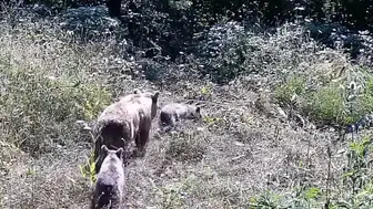 İnegöl’ün kırsalında yaban hayatın sırları fotokapana yansıdı