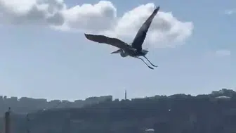 Sinop'ta balıkçıl kuşu parkta dikkat çekti