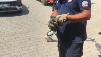 Yaz sıcaklarıyla birlikte Hatay'da yılan yakalama çalışmaları başladı